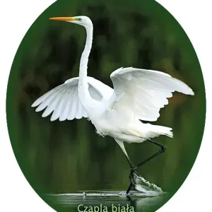 Naklejka CZAPLA BIAŁA-35 Promocja