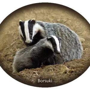 Wyprzedaż Naklejka BORSUKI-16