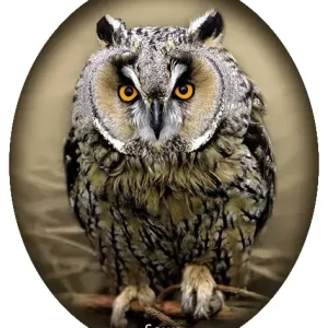 Naklejka SOWA-28 Oryginalny