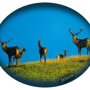 Promocja Naklejka JELENIE-03