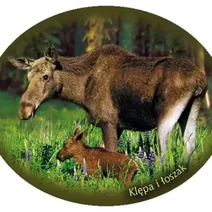 Naklejka KLĘPA I ŁOSZAK-07 Popularny