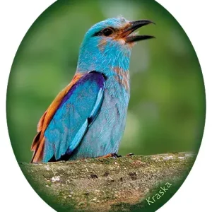 Niska cena Naklejka KRASKA-38