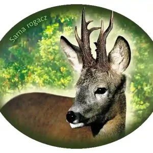 Zwrot pieniędzy Naklejka SARNA ROGACZ-05