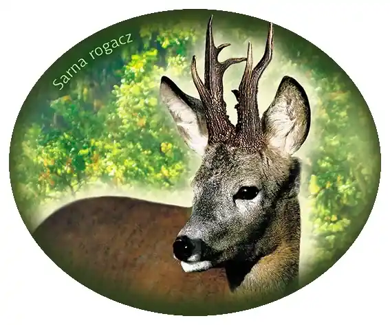 Zwrot pieniędzy Naklejka SARNA ROGACZ-05