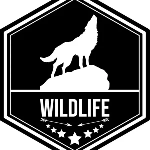 Oryginalny NAKLEJKA WILK na samochód auto KAMPER przyczepa kempingowa 70 cm